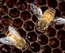 abejas.jpg abejas.jpg