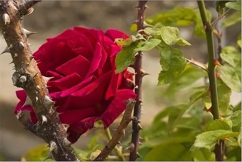 rosa entre espinas