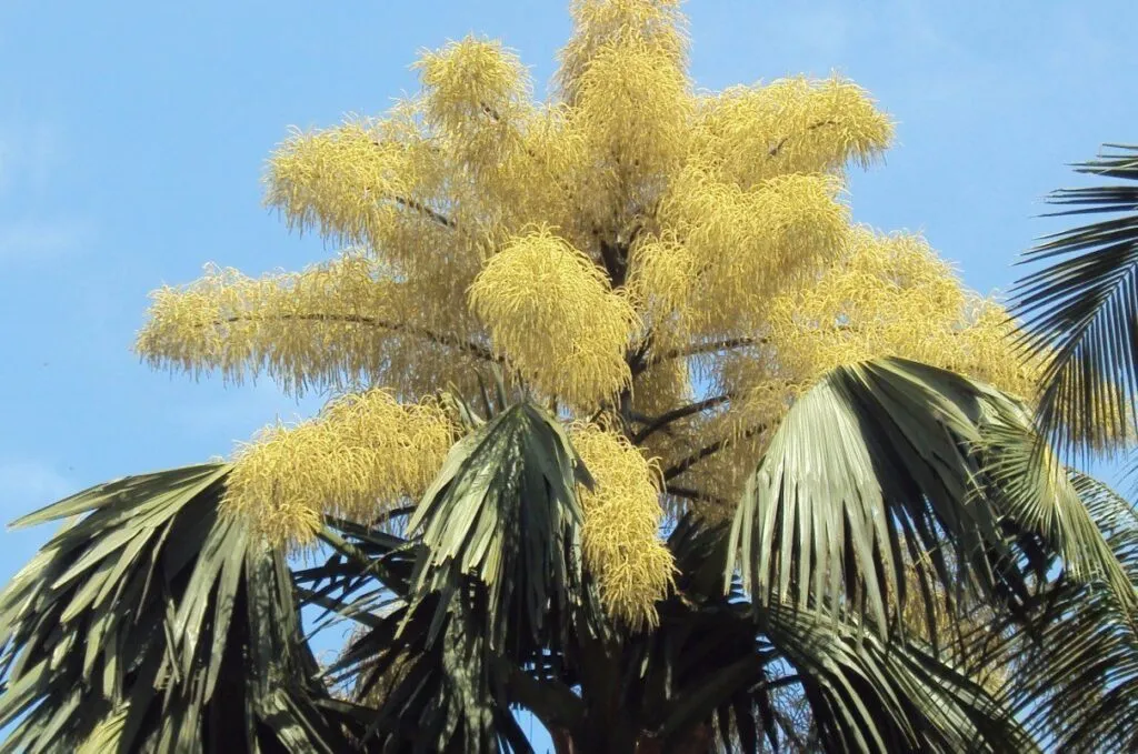 El justo florecerá como la palmera entreCristianos El justo florecerá como la palmera