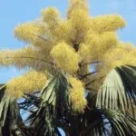 El justo florecerá como la palmera