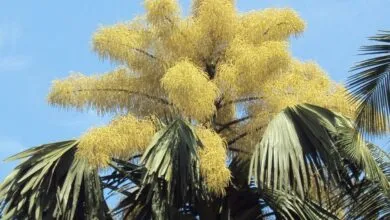 El justo florecerá como la palmera