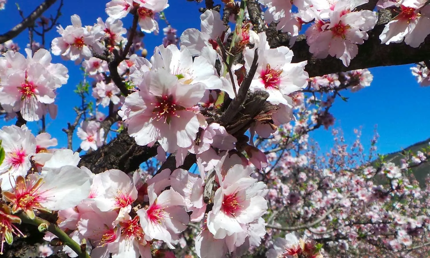 Almendros en flor