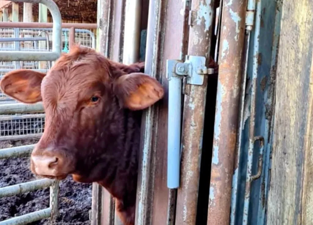 Vaquillas rojas llegan a Israel para el Tercer Templo