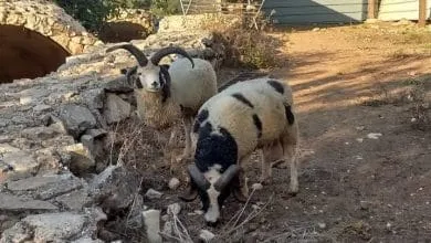 Carneros de Jacob