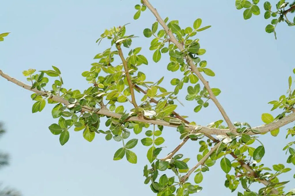 Israel: Cultivan la planta del Bálsamo de Galaad que estaba extinta