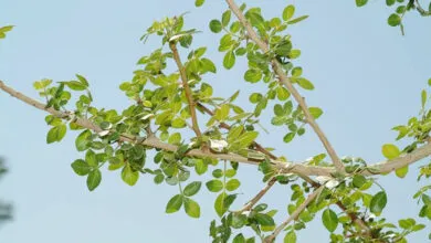 Israel: Cultivan la planta del Bálsamo de Galaad que estaba extinta